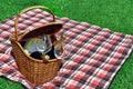 Picnic Basket With Two Wine Bottles On The Red Blanket Royalty Free Stock Photo