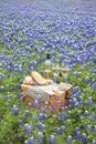 Picnic basket with wine, cheese and bread in a Texas Hill Country bluebonnet field Royalty Free Stock Photo