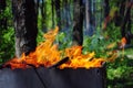 Picnic bonfire in the summer wood or park