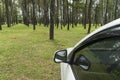 picnic with car in pine forest at northern of Thailand, Copy space Royalty Free Stock Photo