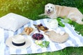 Picnic with Dog Golden Retriever Labrador Family Instagram Style Food Fruit Bakery Berries Royalty Free Stock Photo
