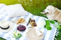Picnic with Dog Golden Retriever Labrador Family Instagram Style Food Fruit Bakery Berries Royalty Free Stock Photo