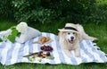 Picnic with Dog Golden Retriever Labrador Instagram Style Food Fruit Bakery Berries Green Grass