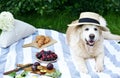 Picnic with Dog Golden Retriever Labrador Instagram Style Food Fruit Bakery Berries Green Grass