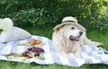 Picnic with Dog Golden Retriever Labrador Instagram Style Food Fruit Bakery Berries Green Grass Royalty Free Stock Photo