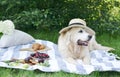 Picnic with Dog Golden Retriever Labrador Instagram Style Food Fruit Royalty Free Stock Photo