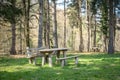Picnic in a forest Royalty Free Stock Photo