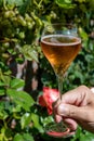 Picnic in garden with rose champagne sparkling wine or cava, cremant produced by traditional method in underground caves in Royalty Free Stock Photo