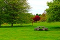 Picnic on the green lawn