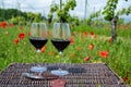 Picnic on old vineyard with red poppies flowers and green grass with glasses of red Cahors wine, summer in Cahors wine making