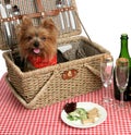 Picnic Puppies Royalty Free Stock Photo