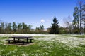Picnic table in the grass filled with white daisies