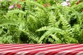 Picnic table with green garden background. Royalty Free Stock Photo