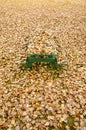 Picnic table hidden under golden autumn leaves Royalty Free Stock Photo