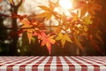 Picnic table with Japanese maple tree garden in autumn.