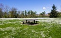 Picnic table in the park with white daisies