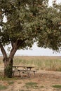 Picnic table under apple tree on autumn day