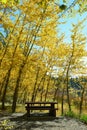 Picnic table under autumn foliage Royalty Free Stock Photo