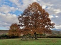 Picnic Table Under Autumn Tree in Mountains Royalty Free Stock Photo