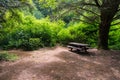 Picnic table under a large cypress tree Royalty Free Stock Photo