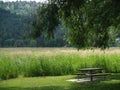 Picnic Table Under a Shade Tree