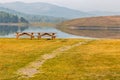 Picnic tables and bench sit alone by the waters edge. Chain Lakes Provincial Park, Alberta, Canada Royalty Free Stock Photo