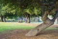 Picnic tables located under old live oak trees, Rancho San Antonio County Park, south San Francisco bay, Cupertino, California