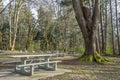 Picnic Tables And Trees