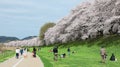 A picnic under beautiful cherry blossoms on the meadows by Sewaritei river bank