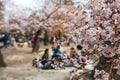 Picnic under cherry trees or Hanami at Matsumoto