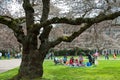 Picnic by University Cherry Trees Royalty Free Stock Photo