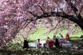 PICNICKING UNDER THE CHERRY BLOSSOM TREE