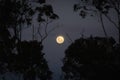 Moonlight and trees silhouettes Royalty Free Stock Photo