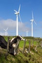 Pico Gallo, Tineo, Asturias, Spain. Milk cows in a meadow next to a fence with wind turbines in the background. Royalty Free Stock Photo