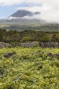 Pico island green landscape with peak and vineyard. Azores. Port