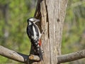 Pico picapinos (Dendrocopos major) Royalty Free Stock Photo