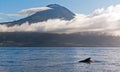 Pico pilot whale Royalty Free Stock Photo