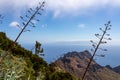 Pico Verde - Blooming agava cactus plant with scenic view of Atlantic Ocean coastline and Teno mountain range, Tenerife Royalty Free Stock Photo