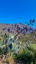 Pico Verde - Blooming agava cactus plant with scenic view of Atlantic Ocean coastline and Teno mountain range, Tenerife Royalty Free Stock Photo