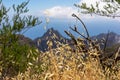 Pico Verde - Selective focus on golden spring wild oat with scenic view on sharp rock formation in Teno mountain massif