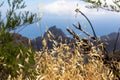 Pico Verde - Selective focus on golden spring wild oat with scenic view on sharp rock formation in Teno mountain massif