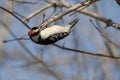 Male Downy Woodpecker Sticking Tongue Into Branch Royalty Free Stock Photo