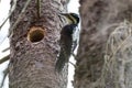 Picoides tridactylus , Three-toed Woodpecker.