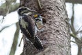 Picoides tridactylus , Three-toed Woodpecker.