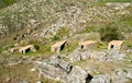 Picon and Folon watermills in Galicia