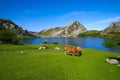 Picos de Europa Enol lake in Asturias Spain Royalty Free Stock Photo