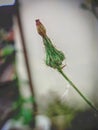 Picris altissima buds Royalty Free Stock Photo