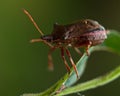 Picromerus bidens spiked shieldbug