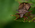 Picromerus bidens spiked shieldbug