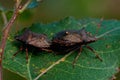 Picromerus bidens spiked shieldbug